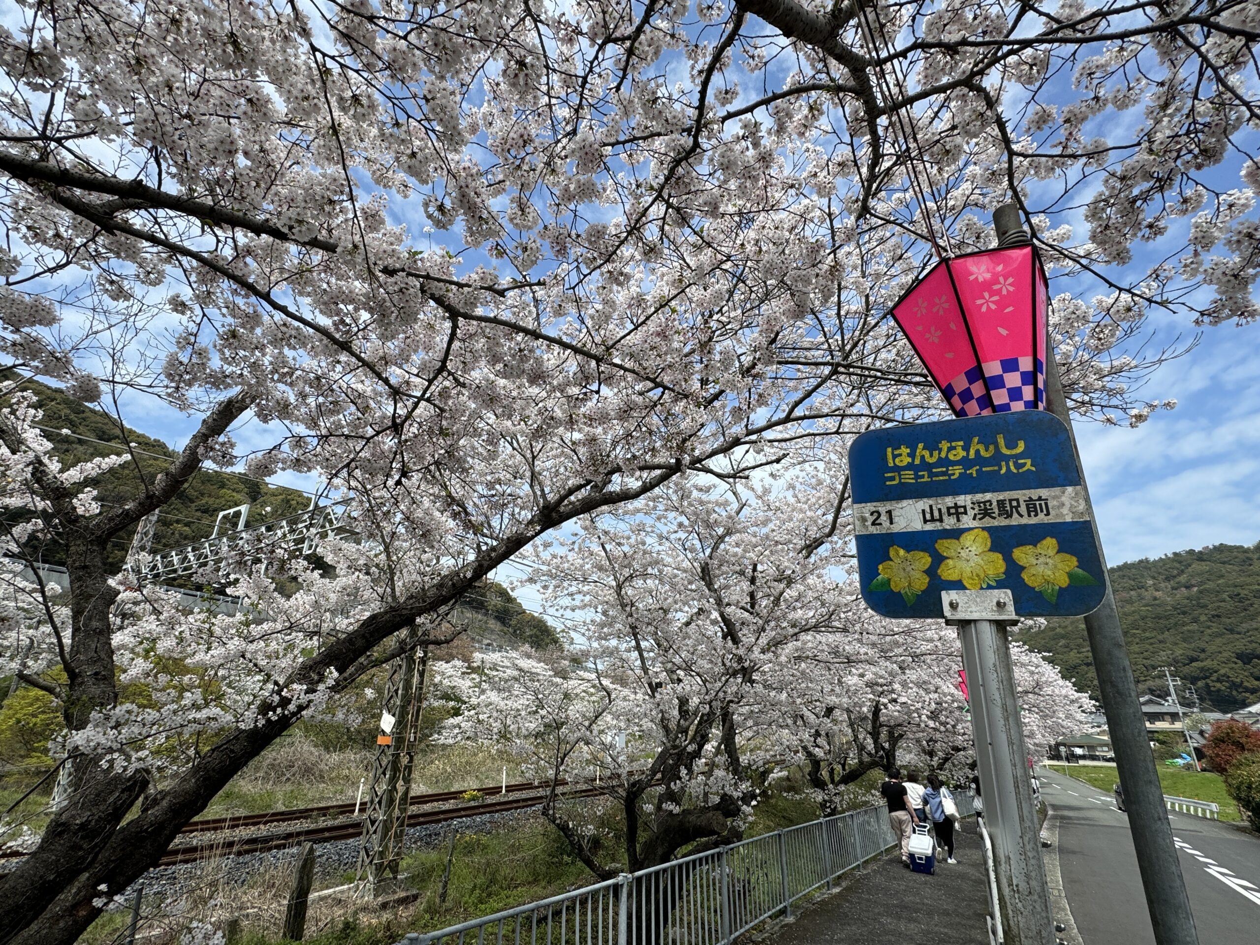 阪南市桜満開