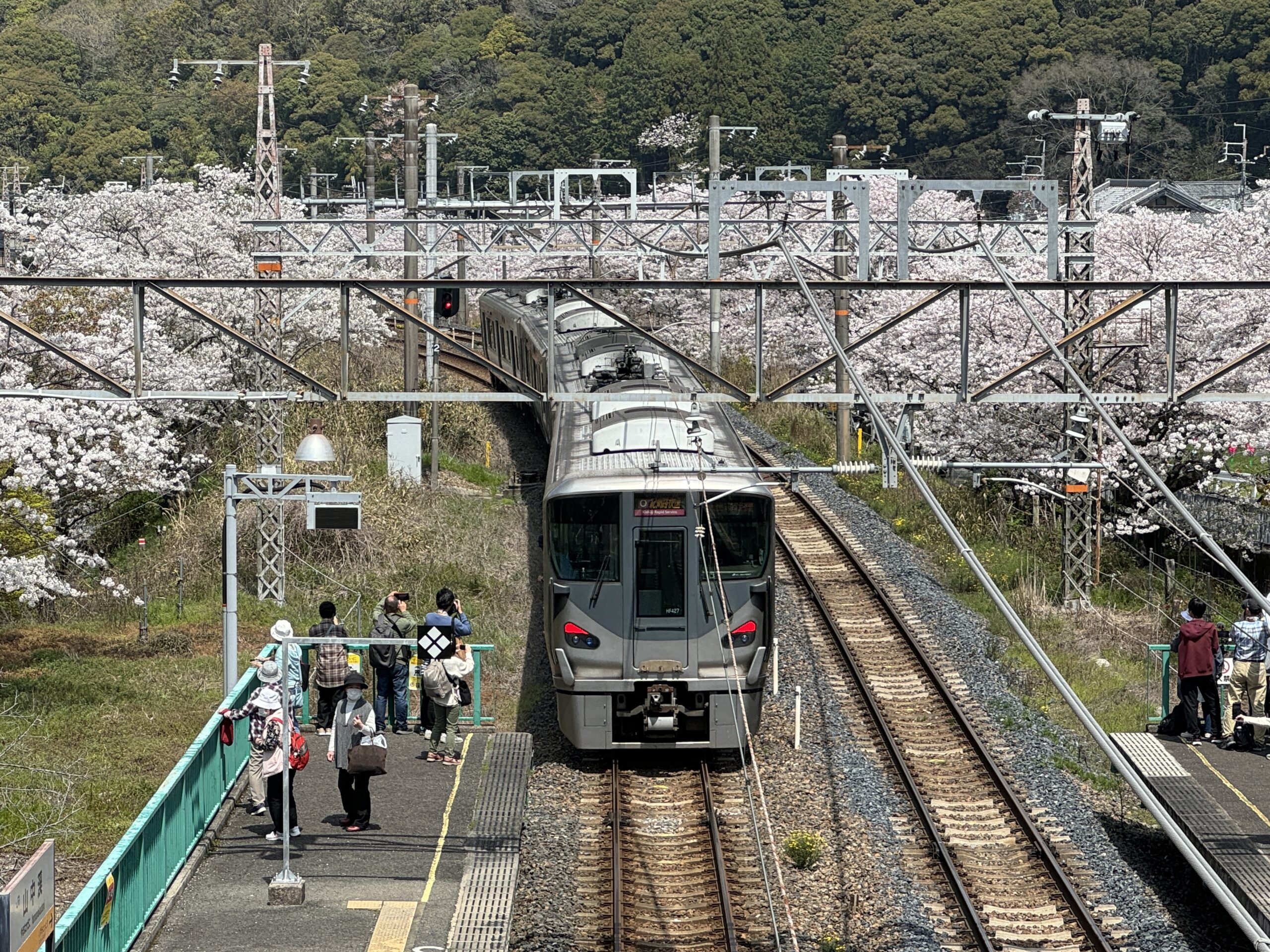 阪南市桜と電車
