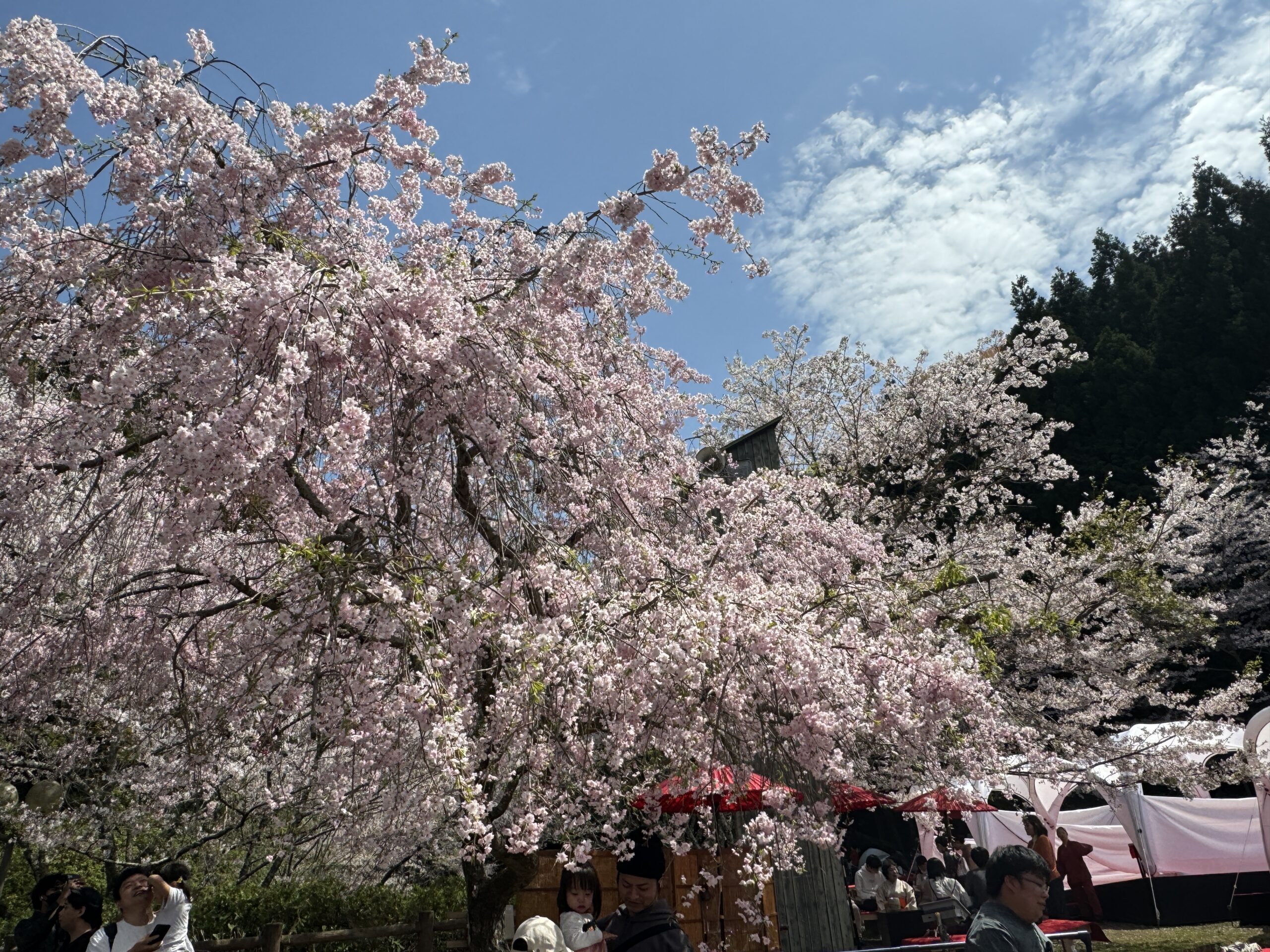 阪南市わんぱく王国桜